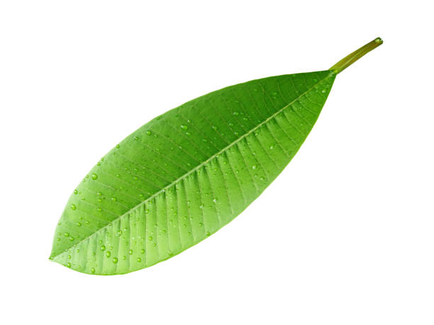istock Green leaf with water droplets isolated on white background . 879500480
