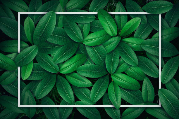 istock Tropical green leaf with water drop , creative paper card note layout concept . 879502582