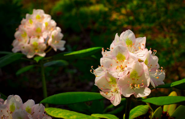 Bright and rich flower of rhododendron, mountain evergreen plant Bright and rich flower of rhododendron, mountain evergreen plant close up rhododendron cinnabarinum stock pictures, royalty-free photos & images