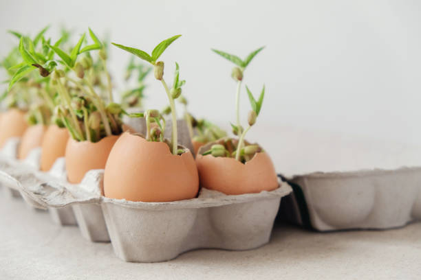 seedling plants in eggshells, eco gardening,  montessori, education, reuse concept stock photo