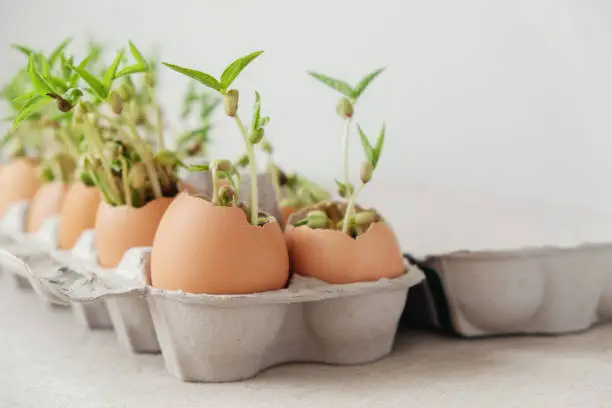 seedling plants in eggshells, eco gardening,  montessori, education, reuse concept