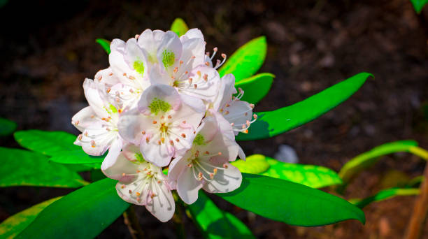 Bright and rich flower of rhododendron, mountain evergreen plant Bright and rich flower of rhododendron, mountain evergreen plant close up rhododendron cinnabarinum stock pictures, royalty-free photos & images