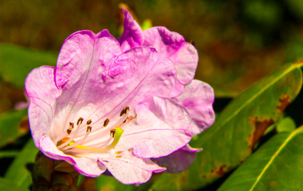 Bright and rich flower of rhododendron, mountain evergreen plant Bright and rich flower of rhododendron, mountain evergreen plant close up rhododendron cinnabarinum stock pictures, royalty-free photos & images