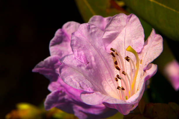 Bright and rich flower of rhododendron, mountain evergreen plant Bright and rich flower of rhododendron, mountain evergreen plant close up rhododendron cinnabarinum stock pictures, royalty-free photos & images