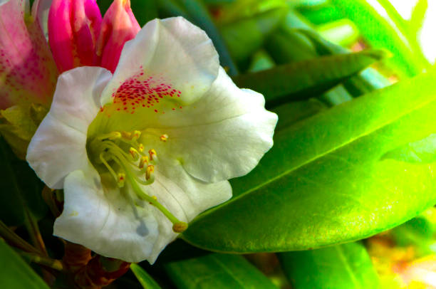 Bright and rich flower of rhododendron, mountain evergreen plant Bright and rich flower of rhododendron, mountain evergreen plant close up rhododendron cinnabarinum stock pictures, royalty-free photos & images