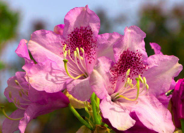 Bright and rich flower of rhododendron, mountain evergreen plant Bright and rich flower of rhododendron, mountain evergreen plant close up rhododendron cinnabarinum stock pictures, royalty-free photos & images