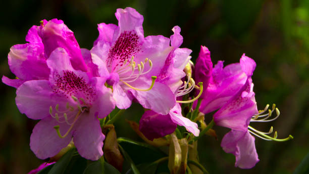 Bright and rich flower of rhododendron, mountain evergreen plant Bright and rich flower of rhododendron, mountain evergreen plant close up rhododendron cinnabarinum stock pictures, royalty-free photos & images