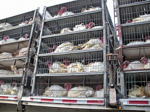 istock white turkeys in cages on truck 879518632