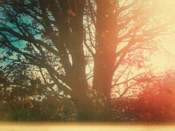 istock Heavily filtered dreamlike rural landscape 879526680