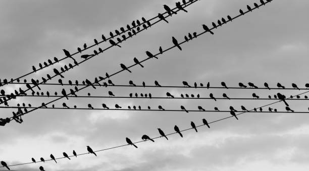 istock Large Flock Birds on a Wire Urban City Skyline Electrical Lines 879526776