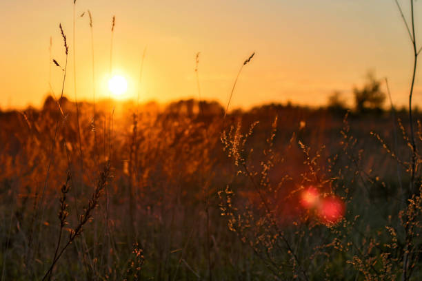 istock Sunset in the field over the trees 879529938