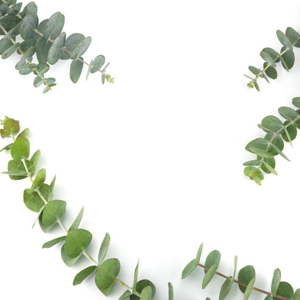 istock Baby eucalyptus leaves on white background with copy space 879532532