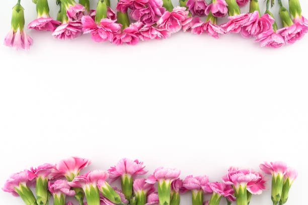 istock Pink carnation flowers on white background 879532536