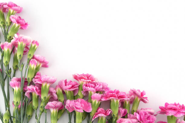 istock Pink carnation flowers on white background 879532556