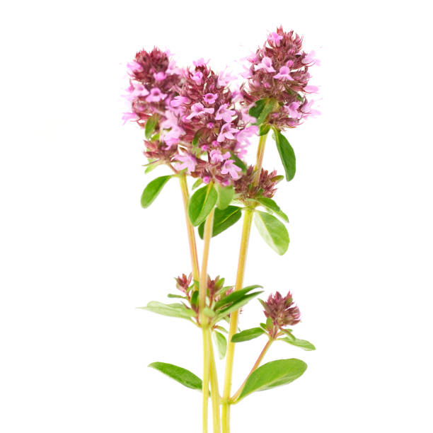 istock flowers of thyme 879532592