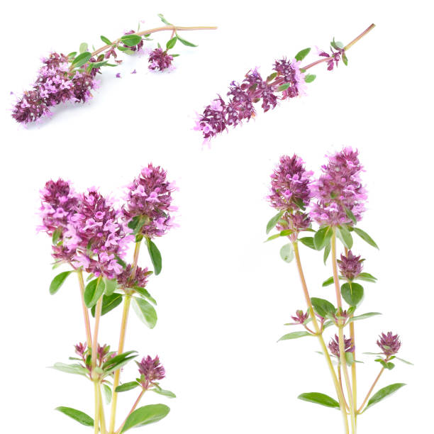 flowers of thyme on a white background