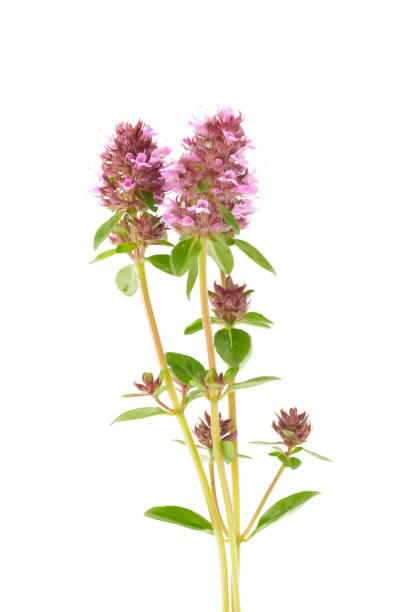 istock flowers of thyme 879532600