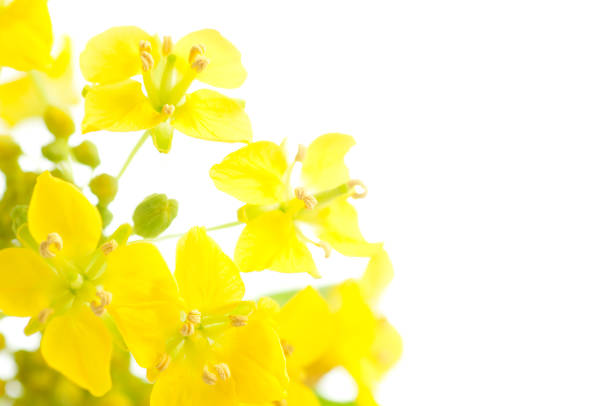 flower of field mustard on a white background