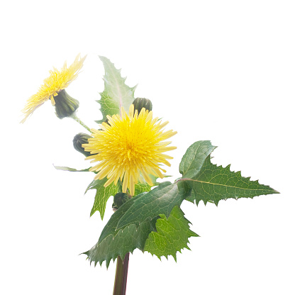 flower of sowthistle on a white background