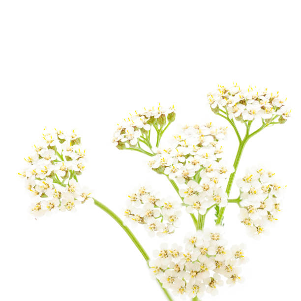 istock flowers of valeriana 879532736