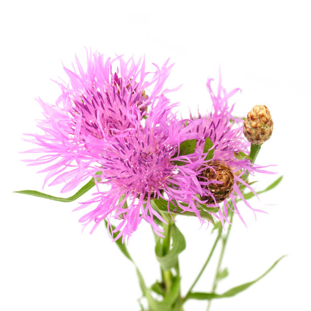 istock flowers of knapweed 879532756
