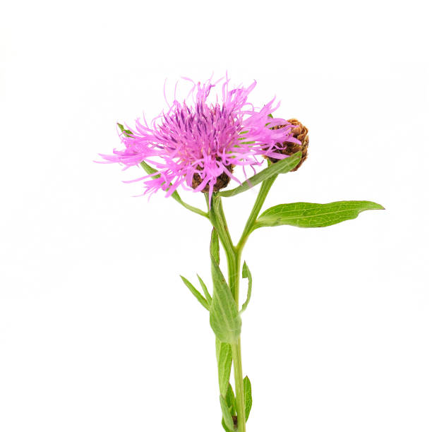 istock flowers of knapweed 879532758
