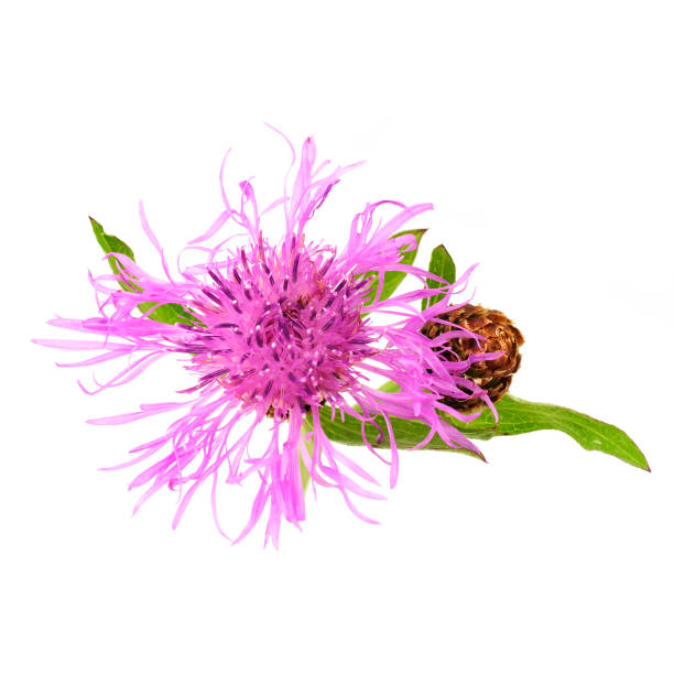 istock flowers of knapweed 879532772