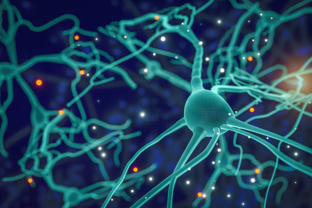 istock Neuron Cell, Neurons on white background, single neuron cell in human brain 879535152