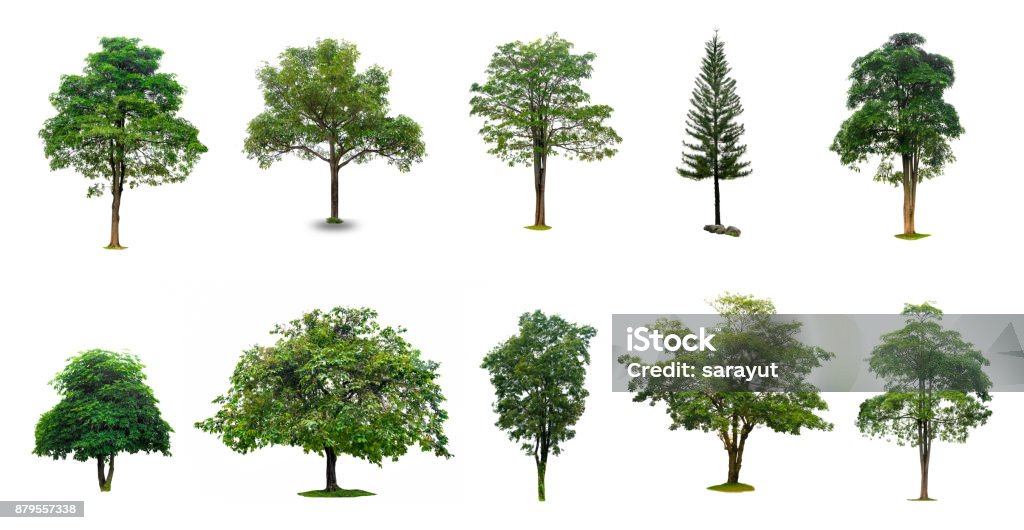 Isolated  trees on white background Collection of Isolated Trees on white background Suitable for use in architectural design , Decoration work Tree Stock Photo