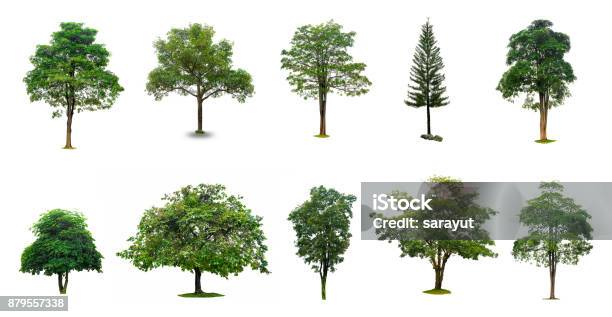 Isolated Trees On White Background Collection Of Isolated Trees On White Background Suitable For Use In Architectural Design Decoration Work Stock Photo - Download Image Now