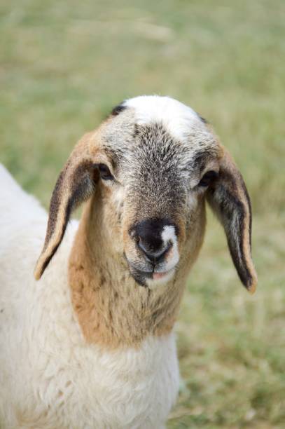 istock cute sheep in nature garden 879559888