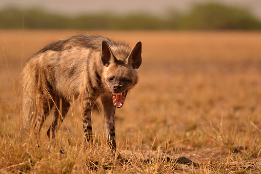 Striped Hyenas get their name because of the stripes on their body. Their behavior is nocturnal, but can be seen getting out of the den around dusk and dawn. The image is clicked at Velavadar (Bhavnagar), Gujarat.