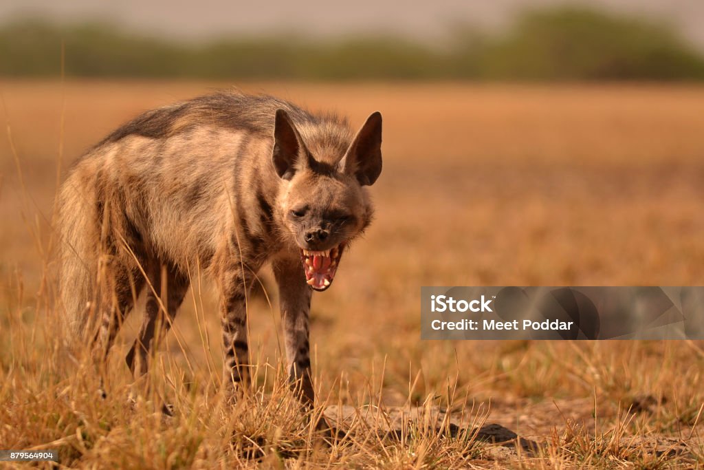 Striped Hyena Stock Photo - Download Image Now - Hyena, Amber Light, Animal  Mane - iStock