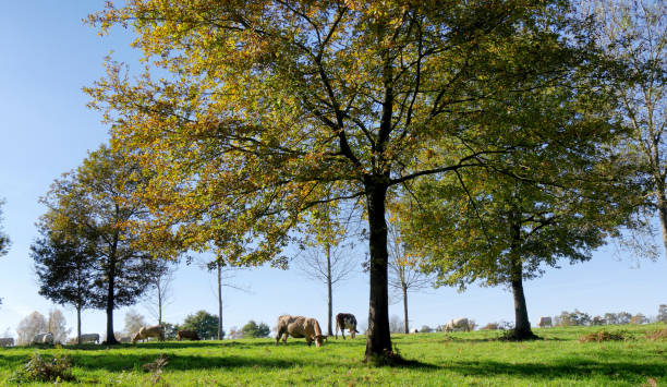 istock the cows grazing in the meadow with trees 879565220