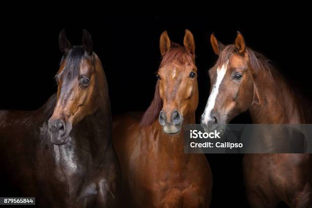 Photo libre de droit de Chevaux Sur Noir banque d'images et plus d'images libres de droit de Plan rapproché - Plan rapproché, Portrait - Image, Cheval pur-sang