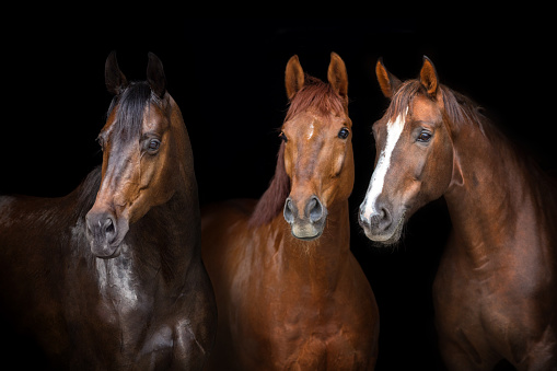 Horses portrait isolated on black background