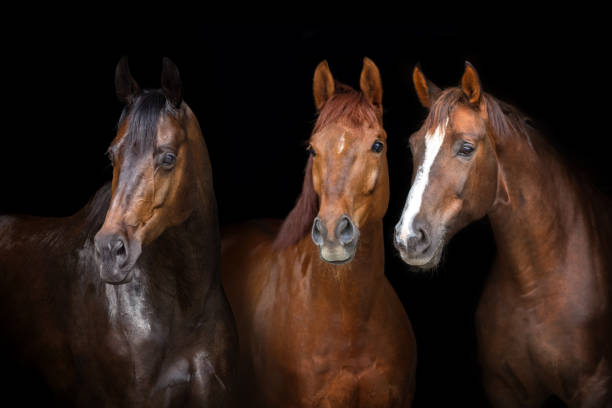 Horses on black Horses portrait isolated on black background equestrian event photos stock pictures, royalty-free photos & images