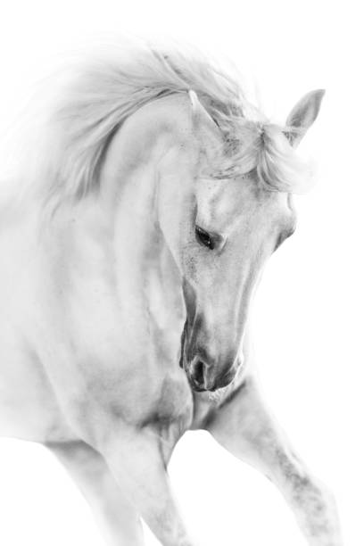 istock Horse portrait high key 879565862