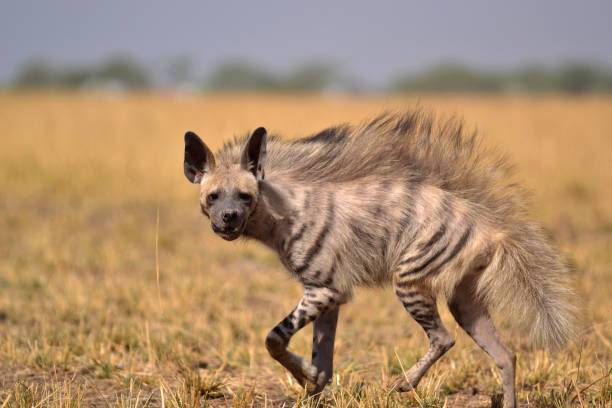 Striped Hyena Striped Hyenas get their name because of the stripes on their body. Their behavior is nocturnal, but can be seen getting out of the den around dusk and dawn. The image is clicked at Velavadar (Bhavnagar), Gujarat. hyena stock pictures, royalty-free photos & images