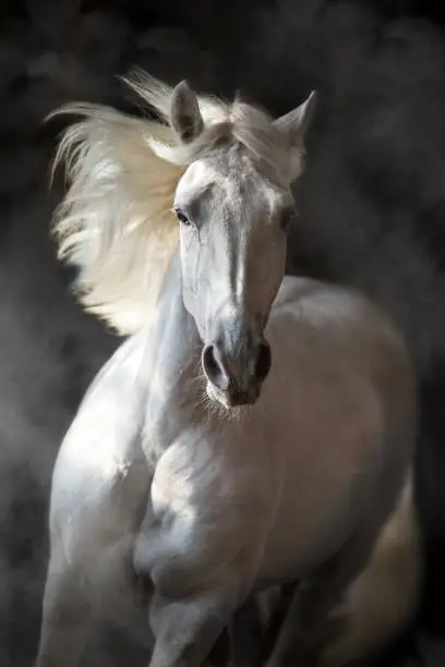 White horse with long mane isolated on black background