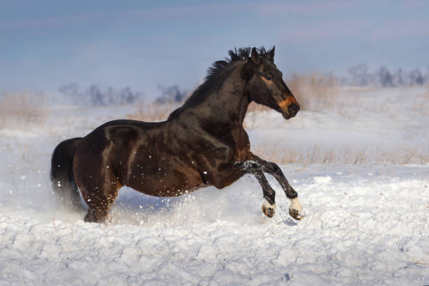 istock Horse jump in snow 879566052