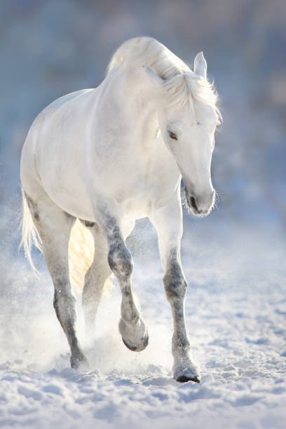 istock White horse in snow 879568190