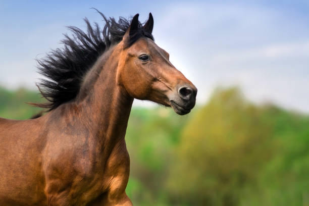 Bay horse portrait Bay stallion with long mane portrait in motion close up horse color stock pictures, royalty-free photos & images