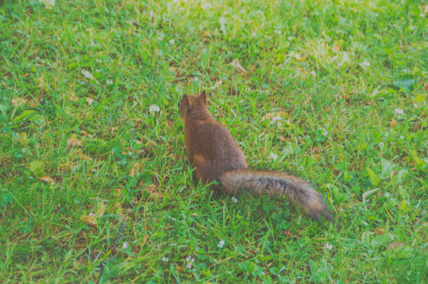 on the nature of the protein in the grass closeup