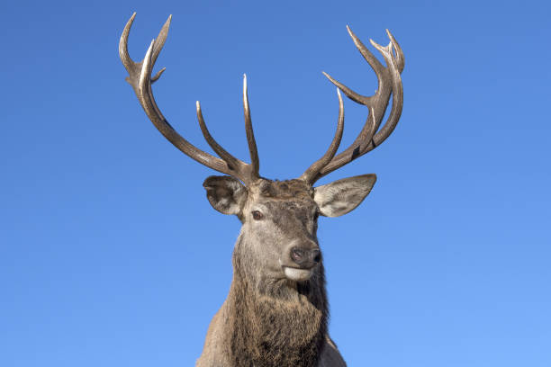 istock male red Deer portrait looking at you 879588590