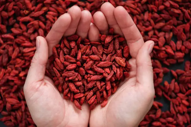 Hands holding abundance of red dried goji berries, top view