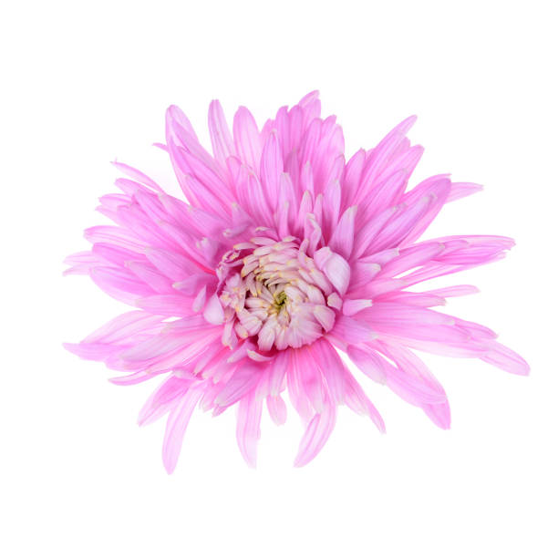 istock Single purple chrysanthemum flower head 879608718