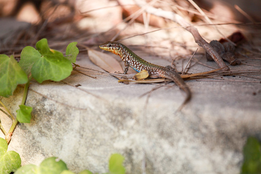 A lizard found in Gozo, Malta hides in the shade to escape the heat of the day
