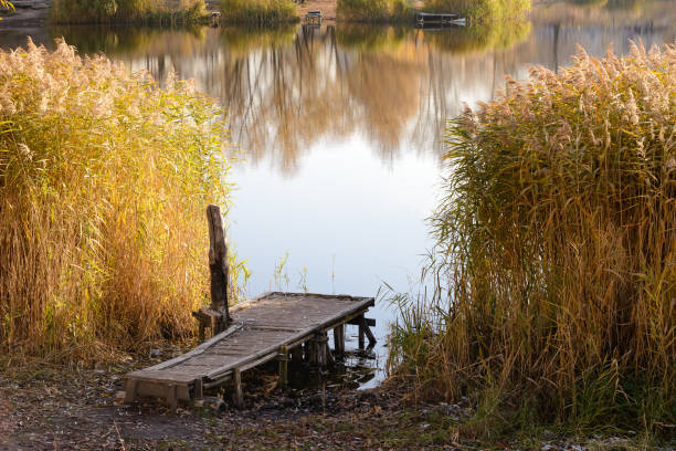 istock Pontoon and Phragmites australis close to the lake 879618436