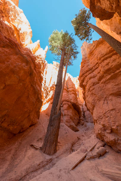 istock Wall Street, Bryce Canyon National Park 879619256